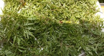 Vận chuyển lá đinh lăng khô từ Delaware về Cần Thơ an toàn